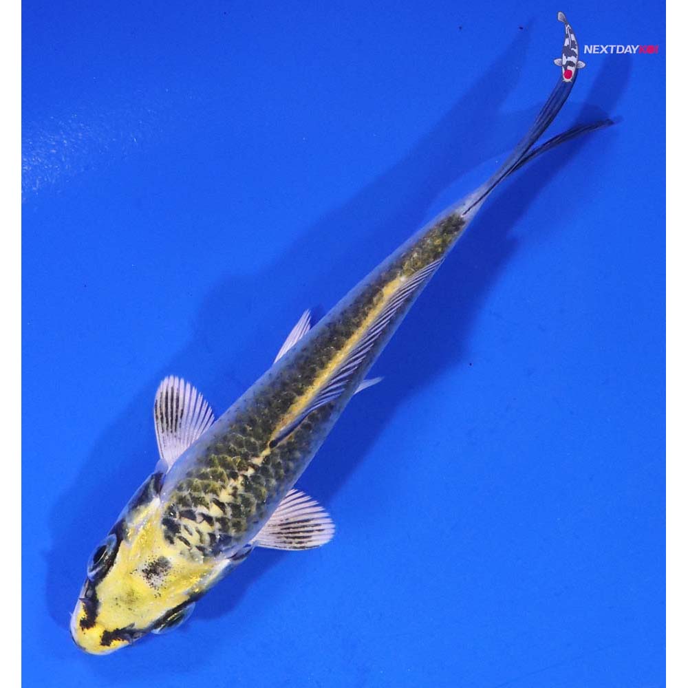 3.5” Imported Kujaku