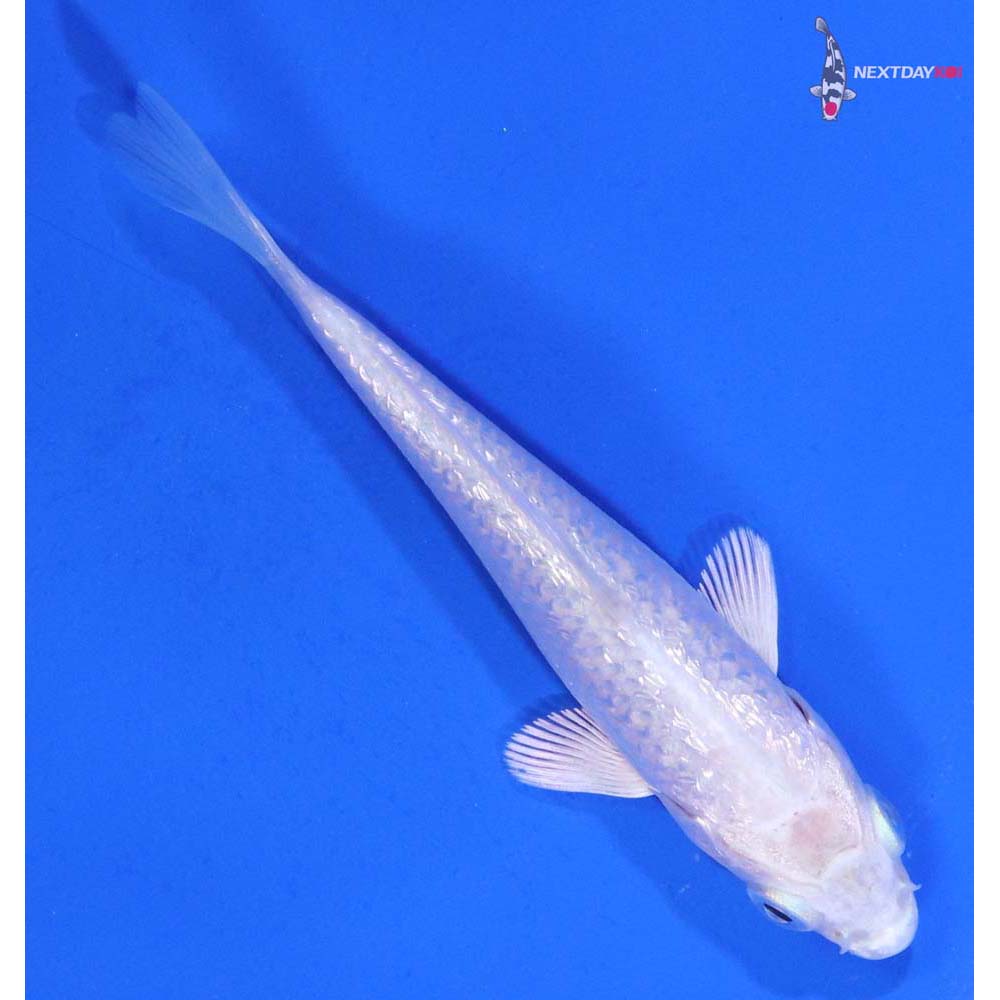 3.5” Imported Gin Rin Platinum Ogon