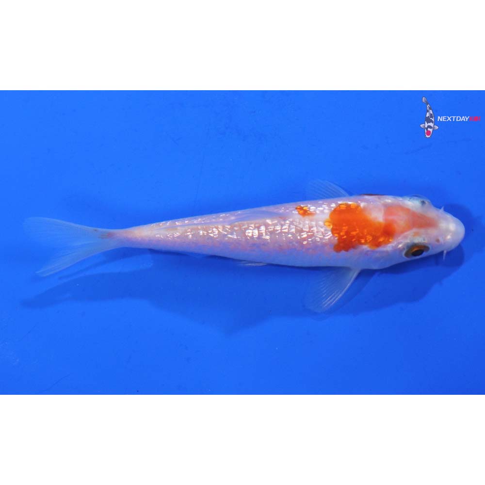 3.5” Imported Gin Rin Kohaku