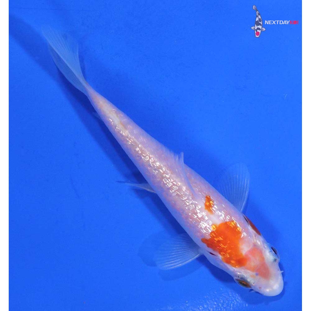 3.5” Imported Gin Rin Kohaku