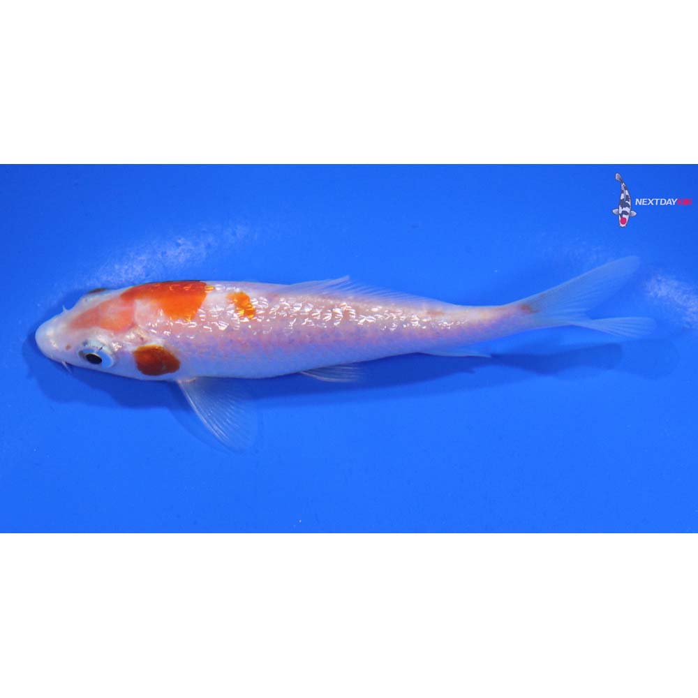 3.5” Imported Gin Rin Kohaku