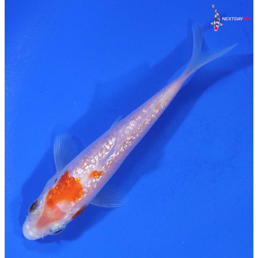 3.5” Imported Gin Rin Kohaku