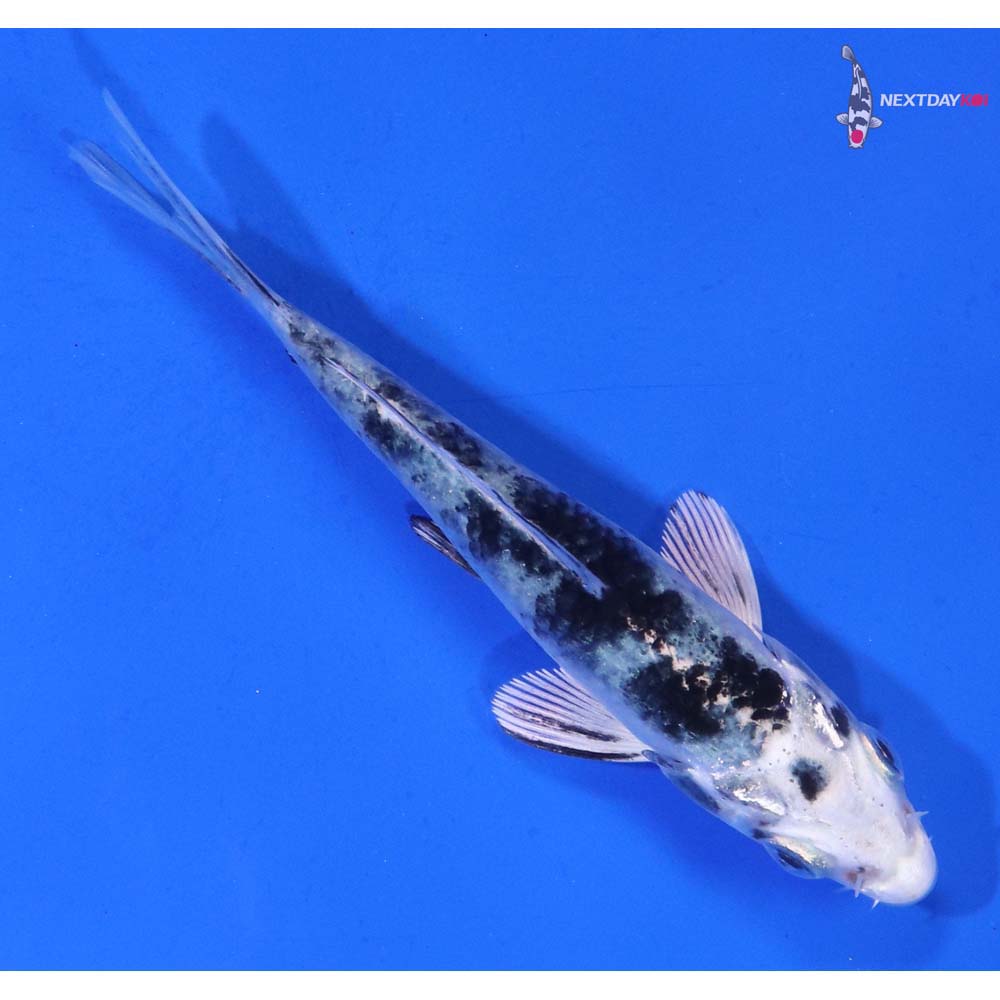 3.5” Imported Gin Shiro Bekko