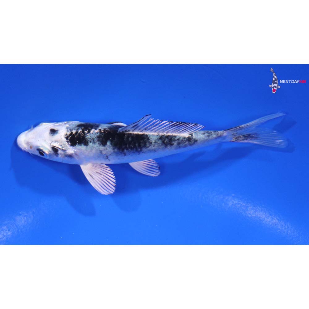 3.5” Imported Gin Shiro Bekko