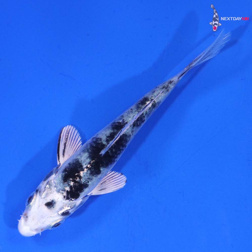 3.5” Imported Gin Shiro Bekko