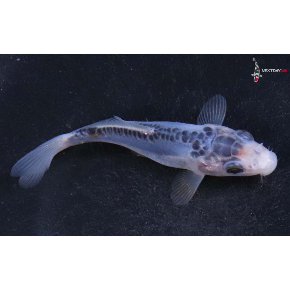 3.5” Imported Shusui