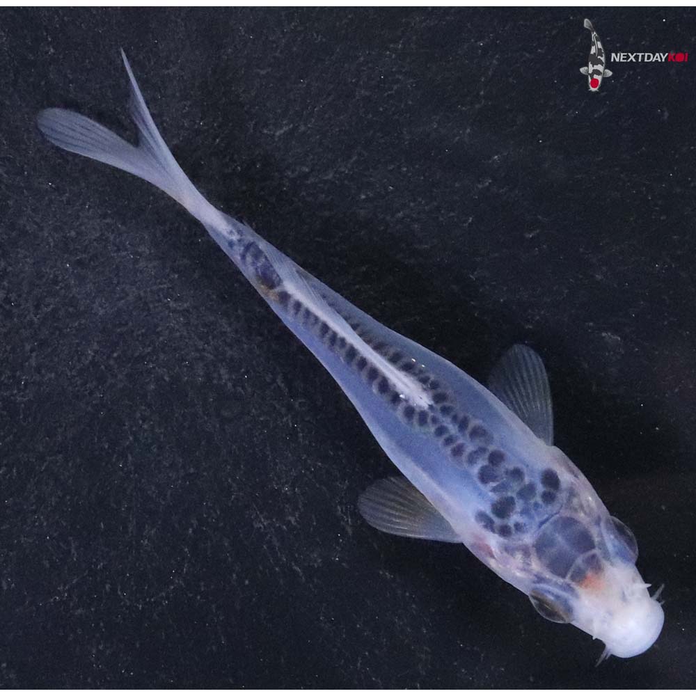 3.5” Imported Shusui