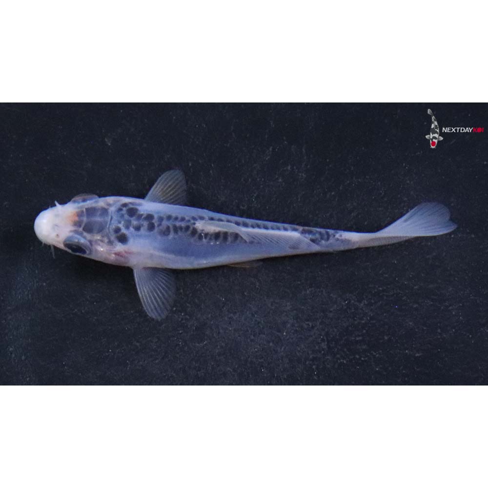 3.5” Imported Shusui