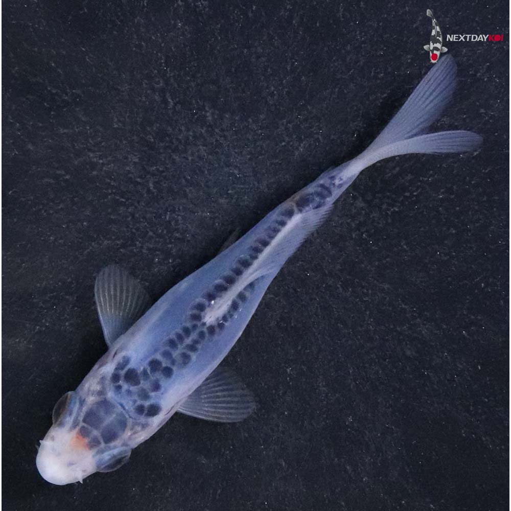 3.5” Imported Shusui