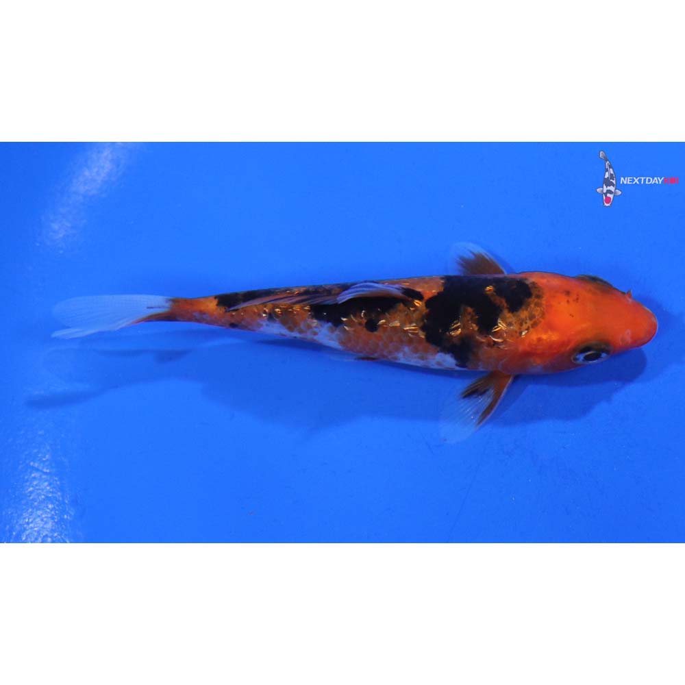 3” Imported Gin Rin Sanke