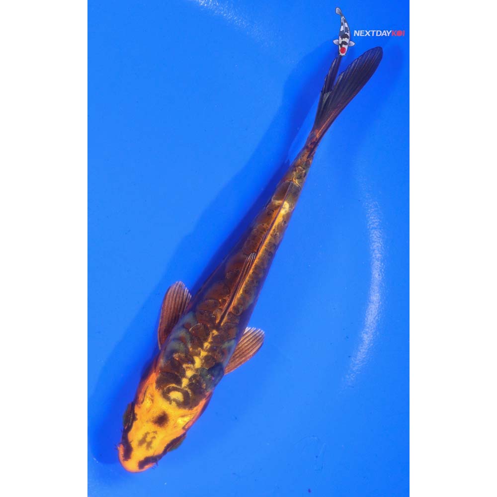 5” Imported Kin Kikokuryu