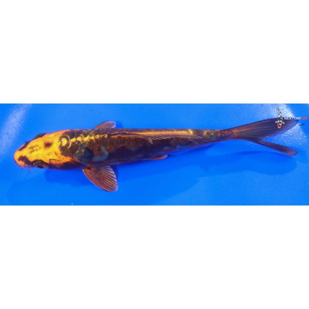 5” Imported Kin Kikokuryu