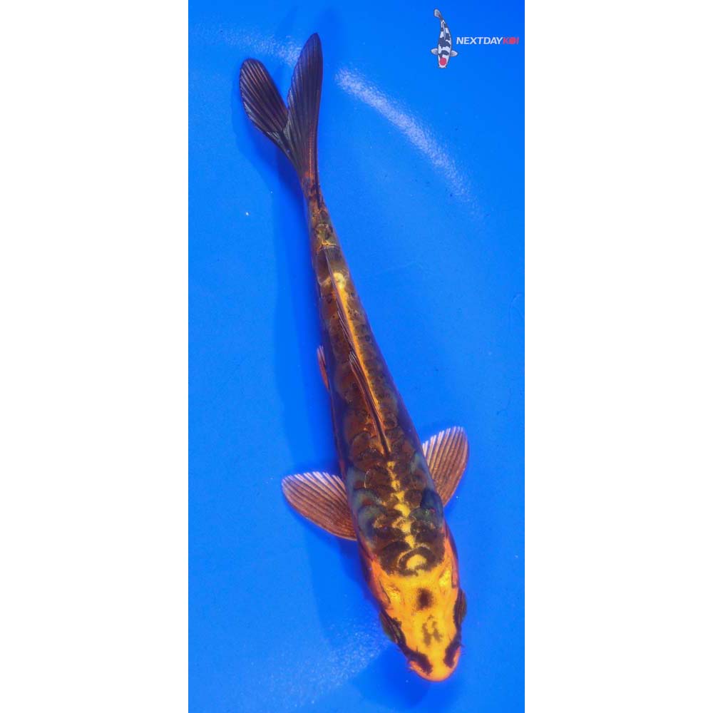 5” Imported Kin Kikokuryu