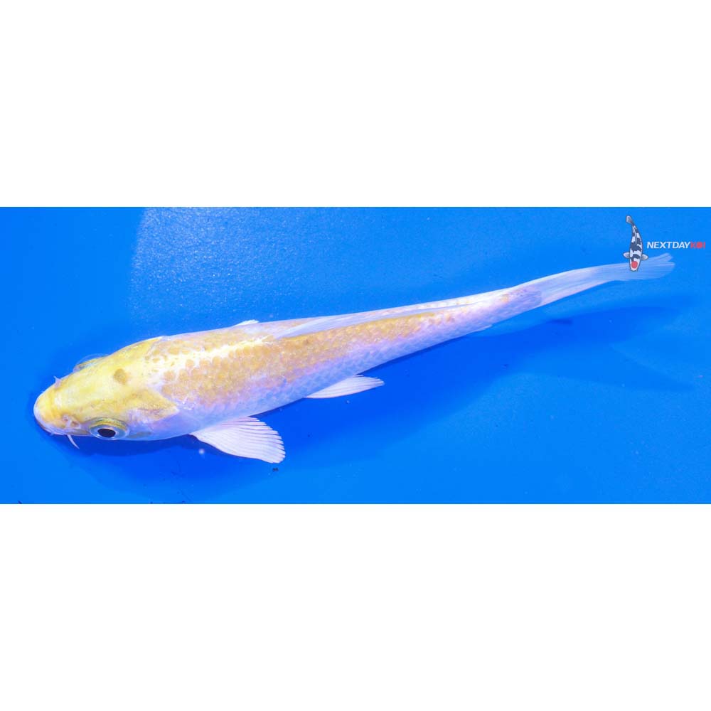 5” Imported Lemon Hariwake