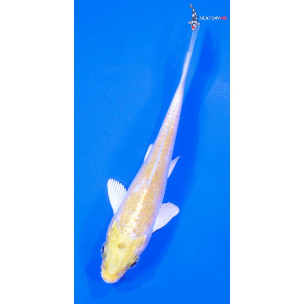 5” Imported Lemon Hariwake