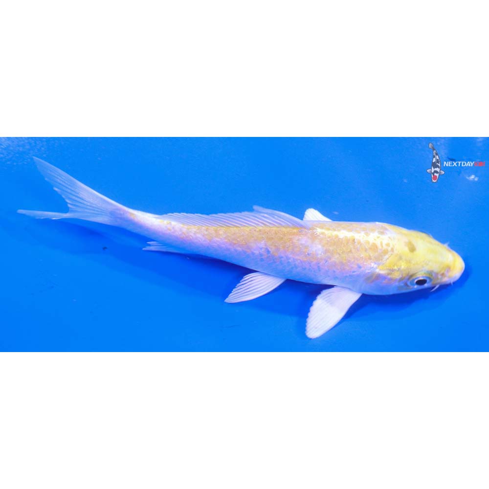 5” Imported Lemon Hariwake