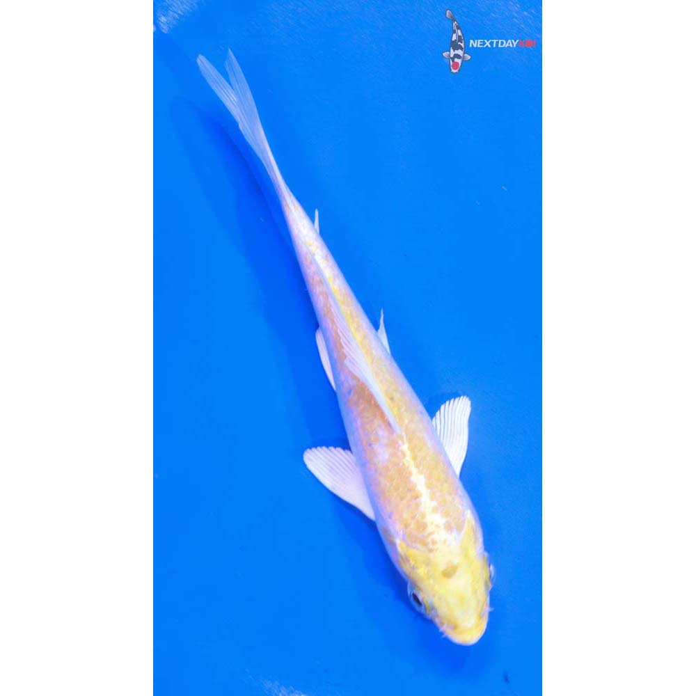5” Imported Lemon Hariwake