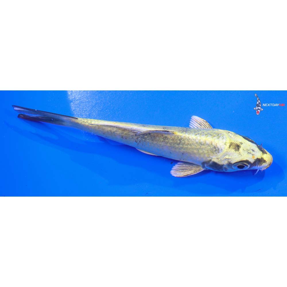 5” Imported Kin Ki Bekko