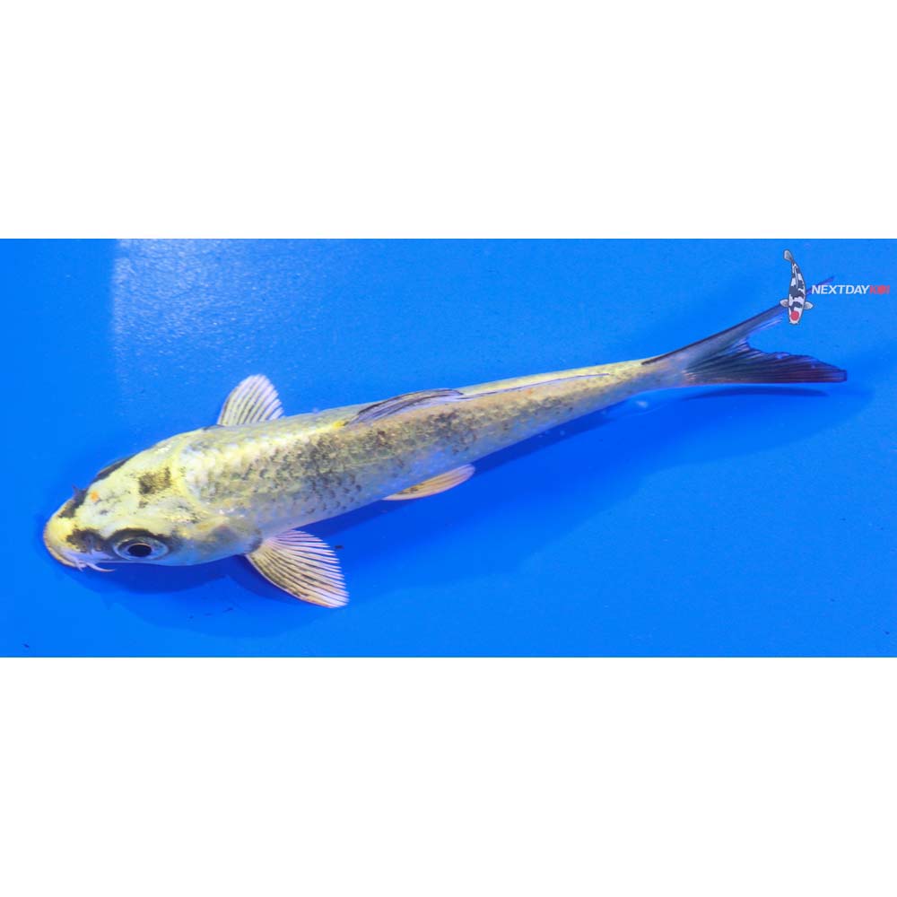 5” Imported Kin Ki Bekko