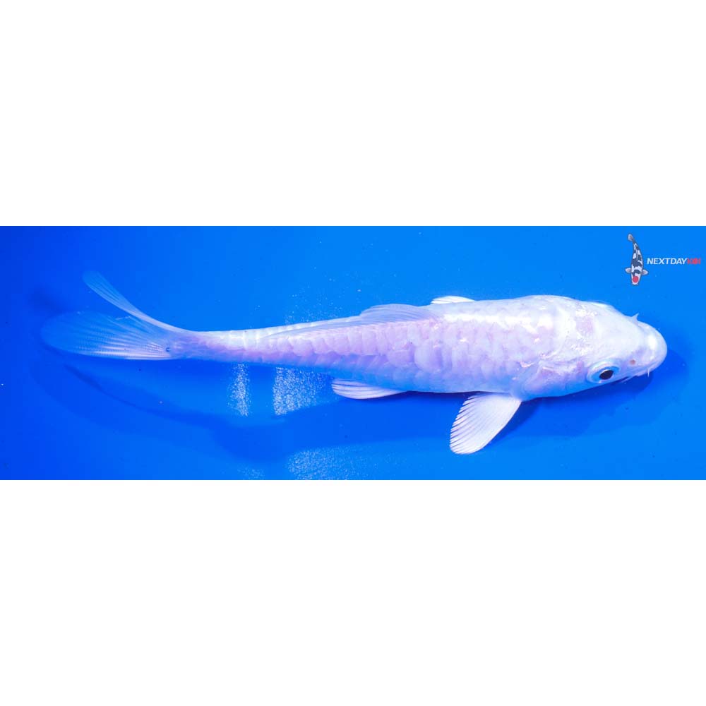 5” Imported Armor Scaled Platinum Ogon