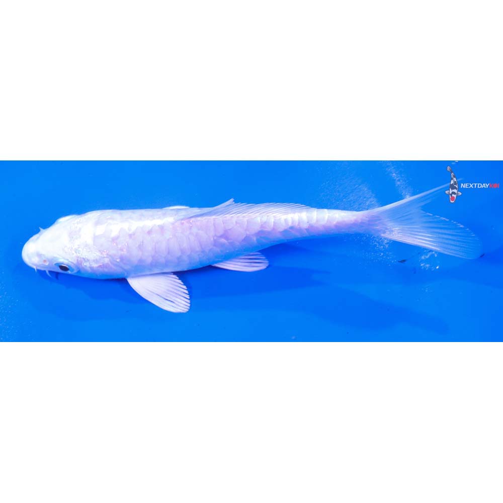 5” Imported Armor Scaled Platinum Ogon