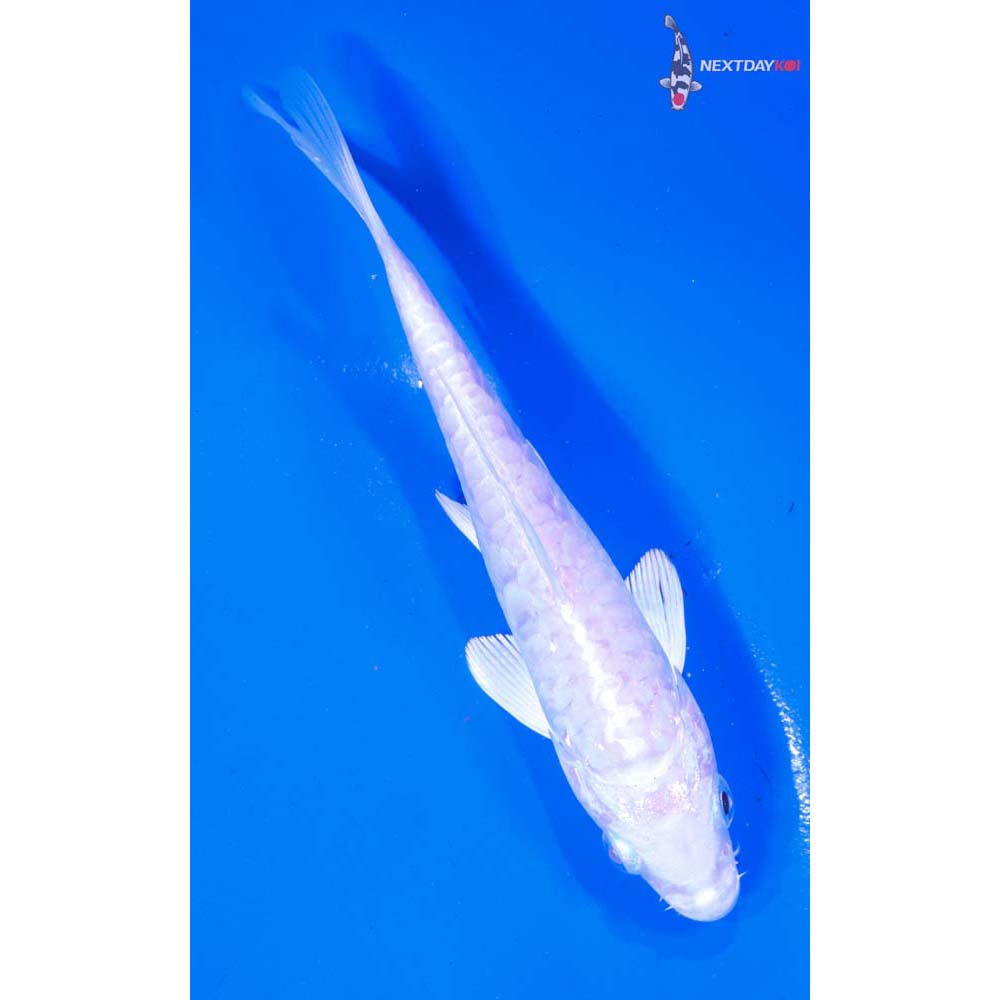 5” Imported Armor Scaled Platinum Ogon