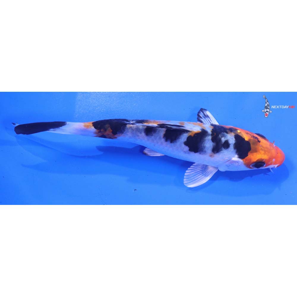 5” Imported Yamato Nishiki