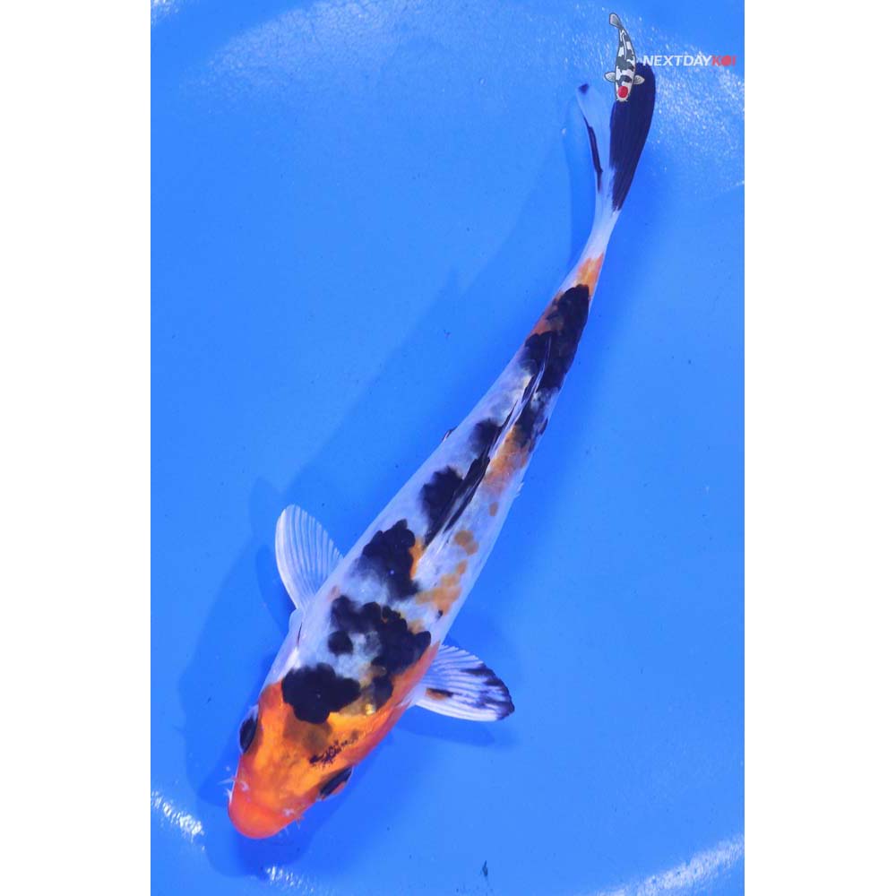 5” Imported Yamato Nishiki