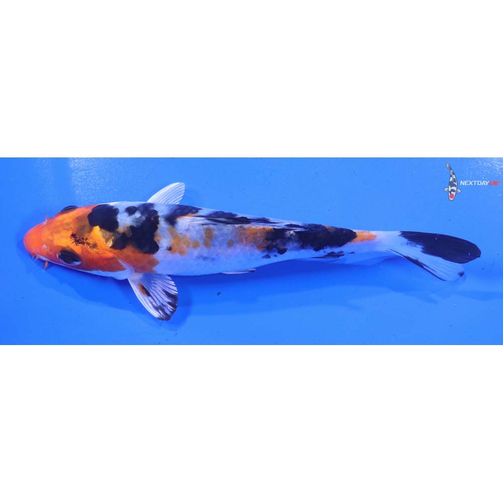 5” Imported Yamato Nishiki