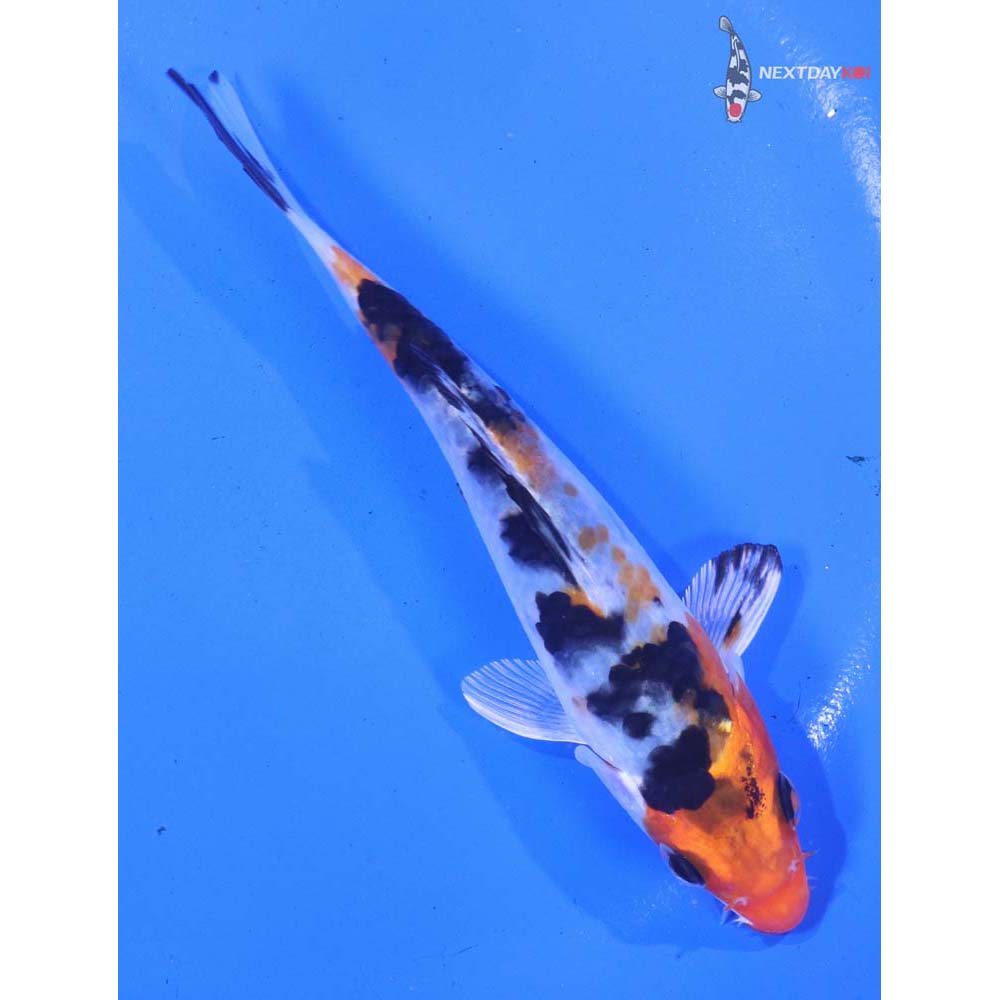 5” Imported Yamato Nishiki