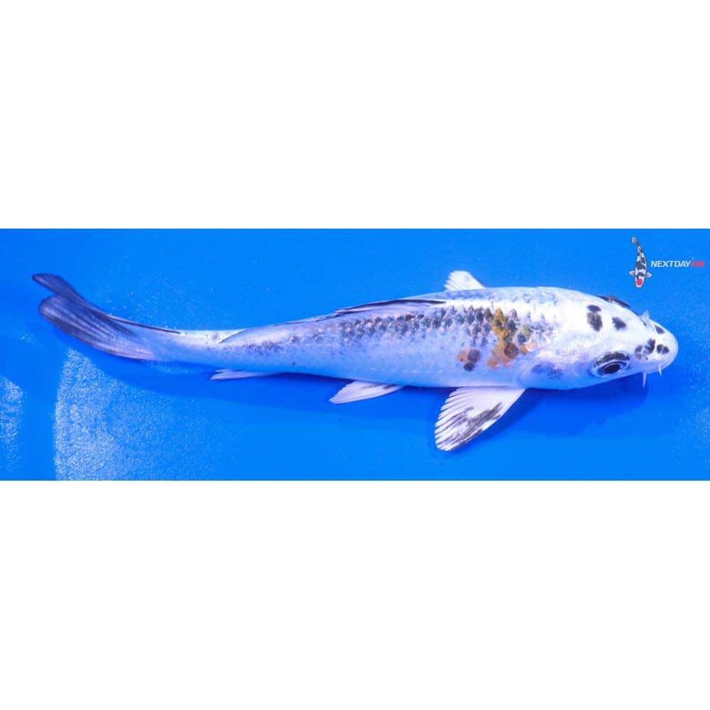 5” Imported Yamato Nishiki