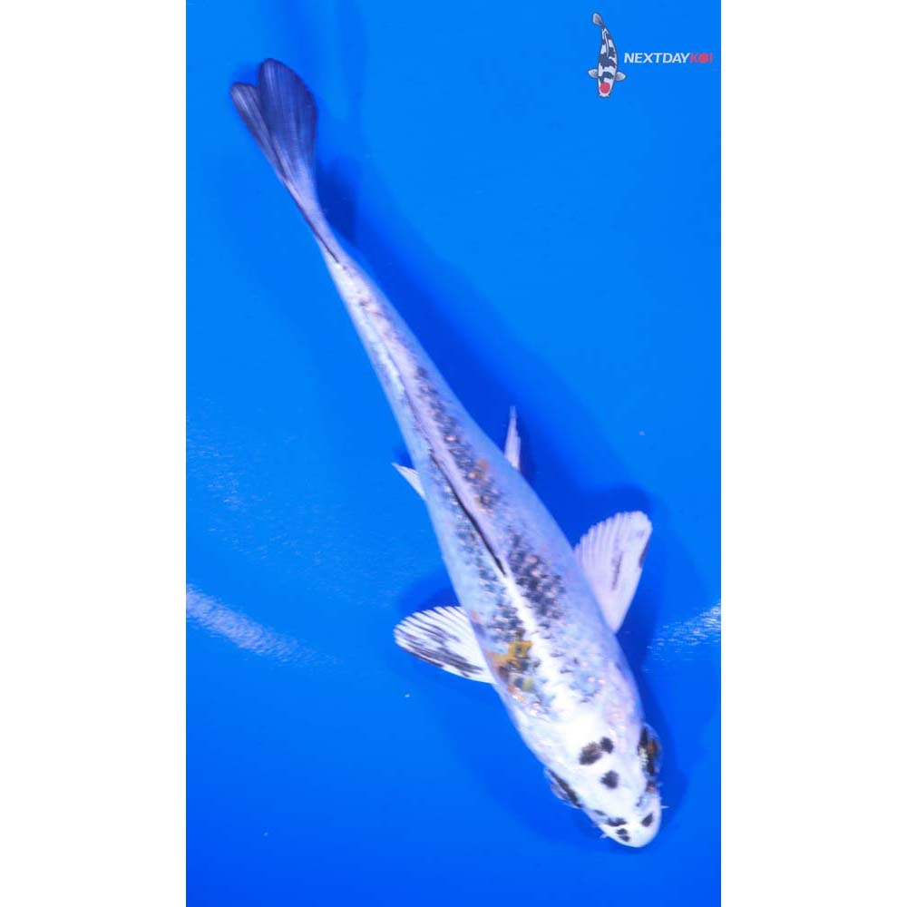 5” Imported Yamato Nishiki