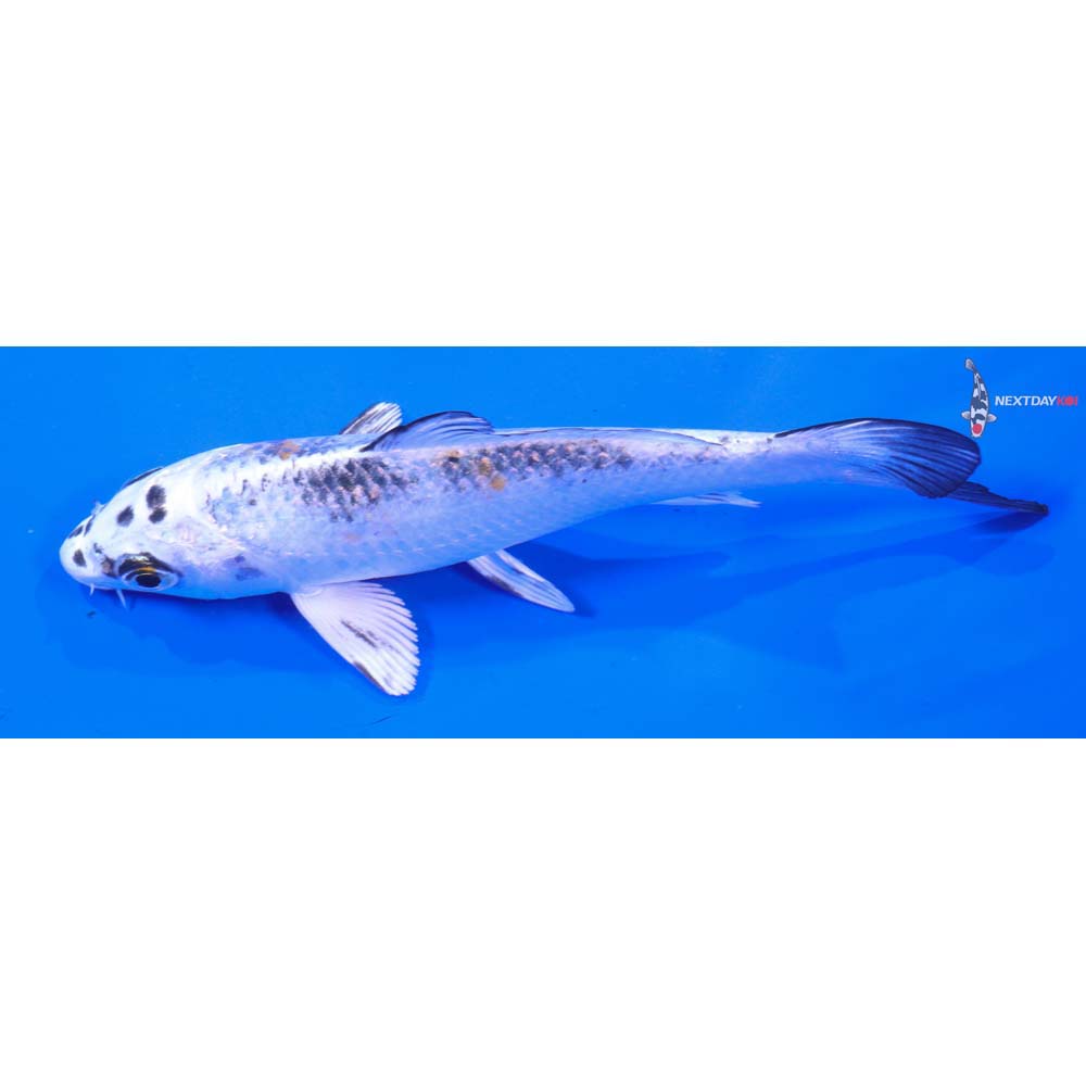 5” Imported Yamato Nishiki