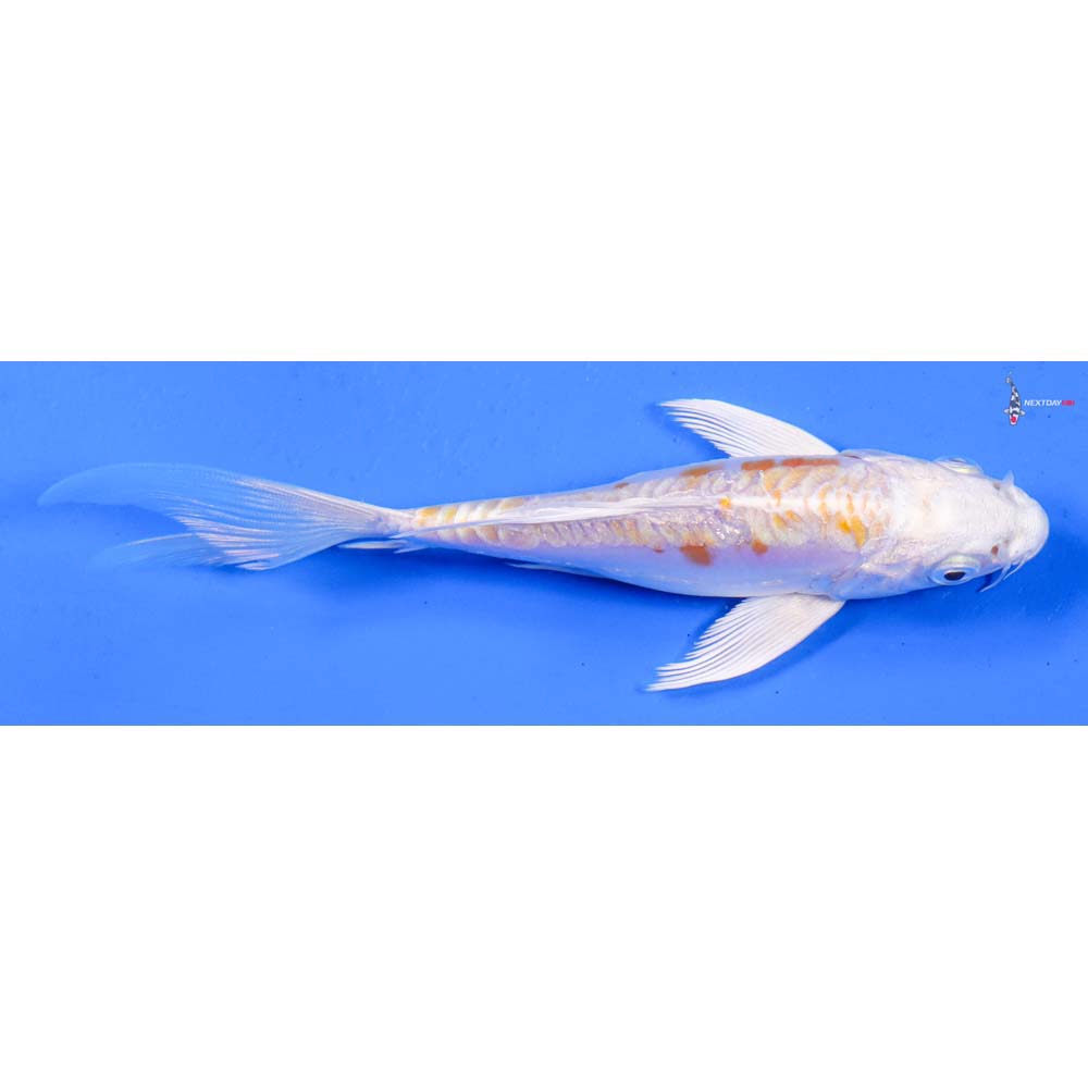 6” Imported Kikusui Butterfly Koi