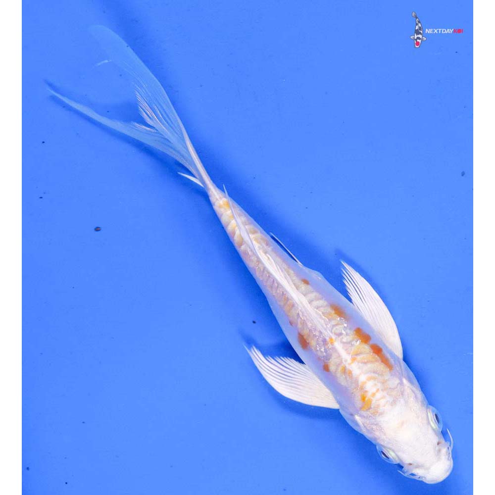 6” Imported Kikusui Butterfly Koi