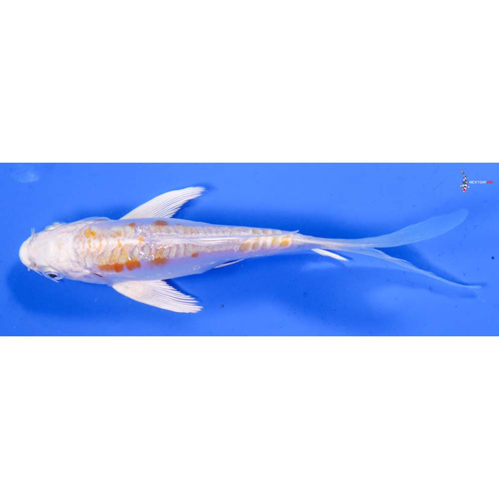 6” Imported Kikusui Butterfly Koi