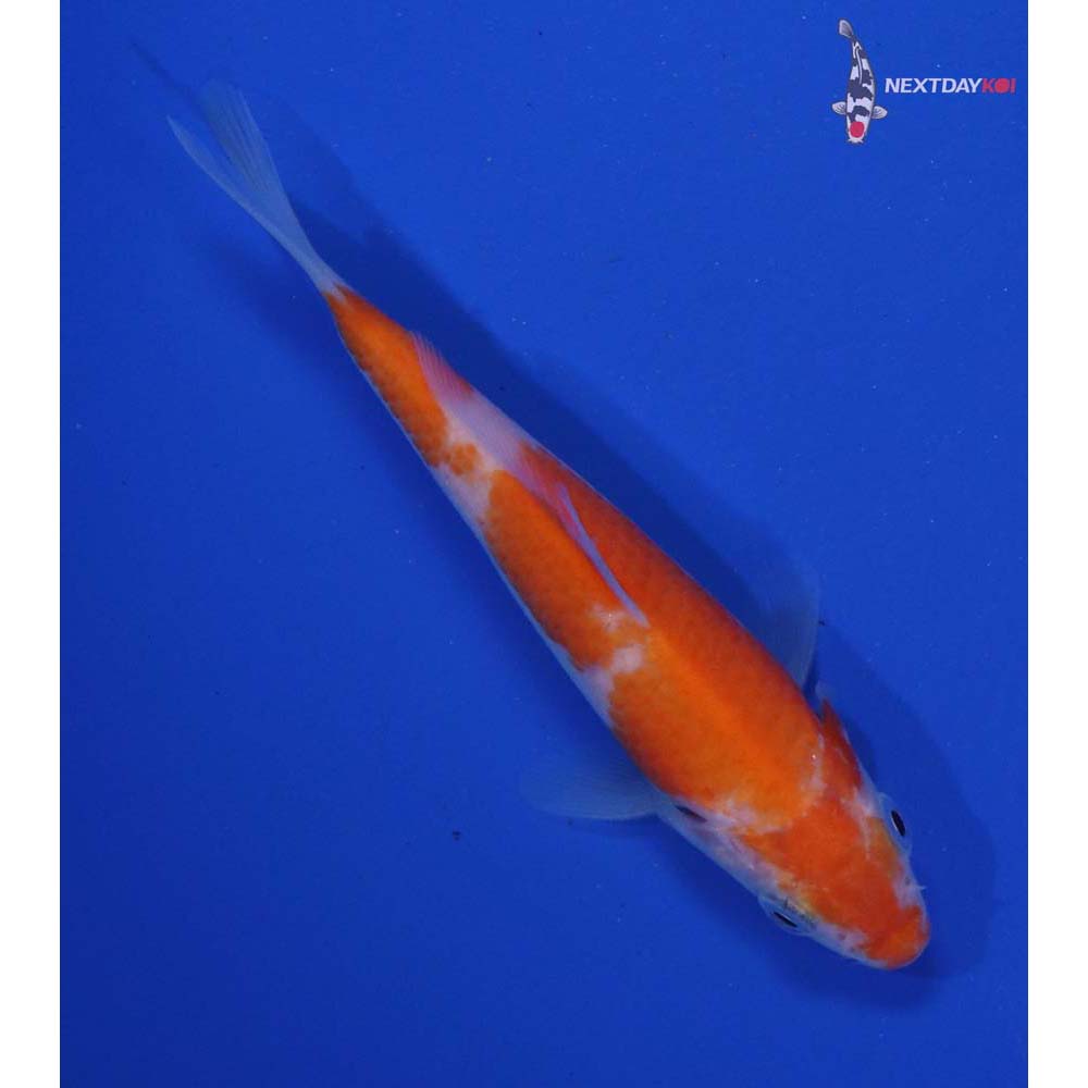 4” Imported Kohaku