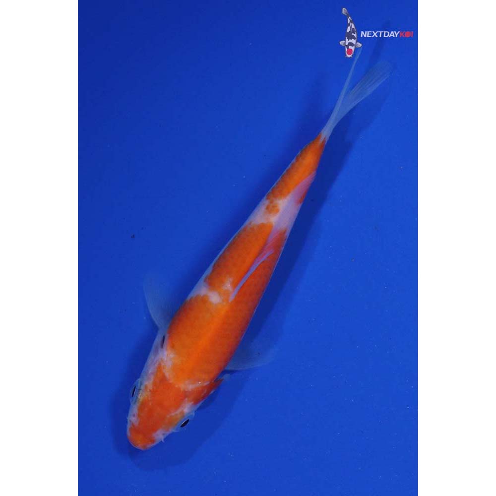 4” Imported Kohaku