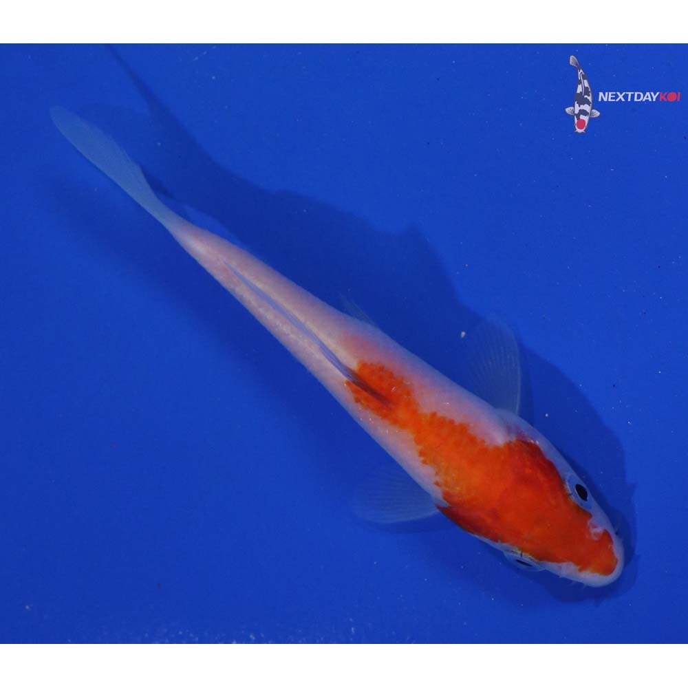 4” Imported Kohaku