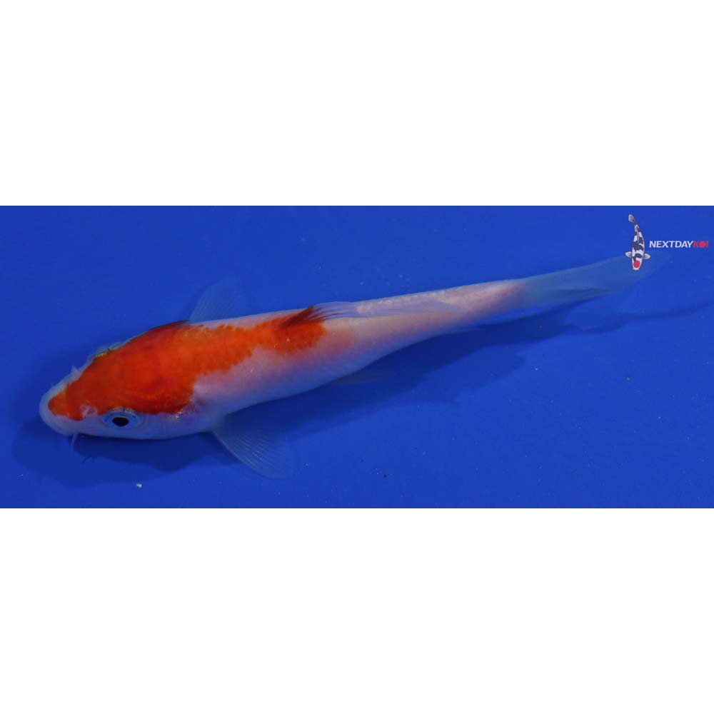 4” Imported Kohaku
