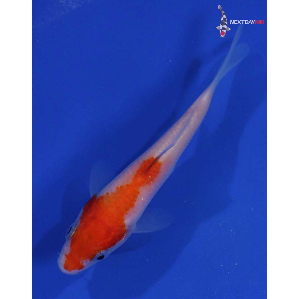 4” Imported Kohaku