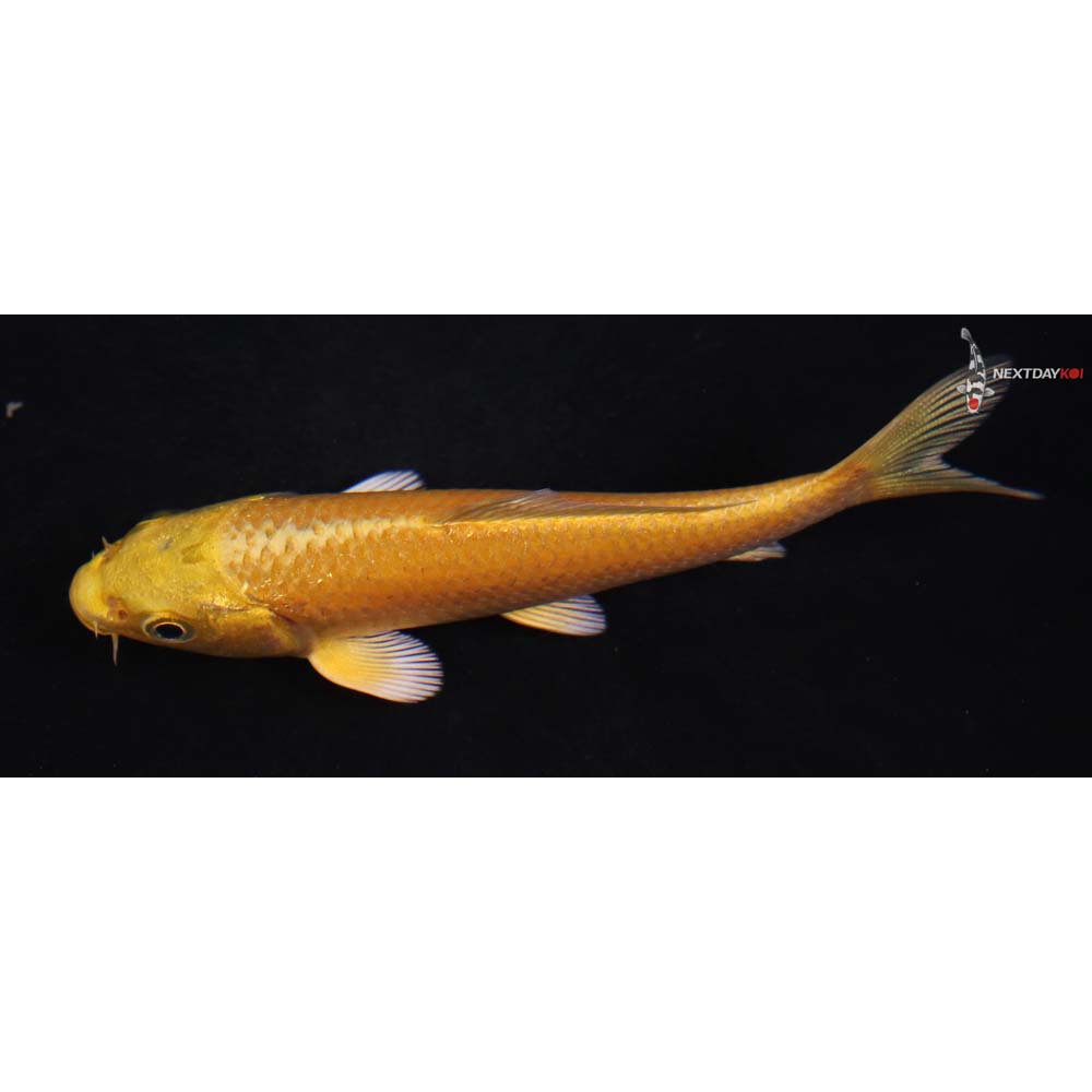 4” Imported Yamabuki Ogon