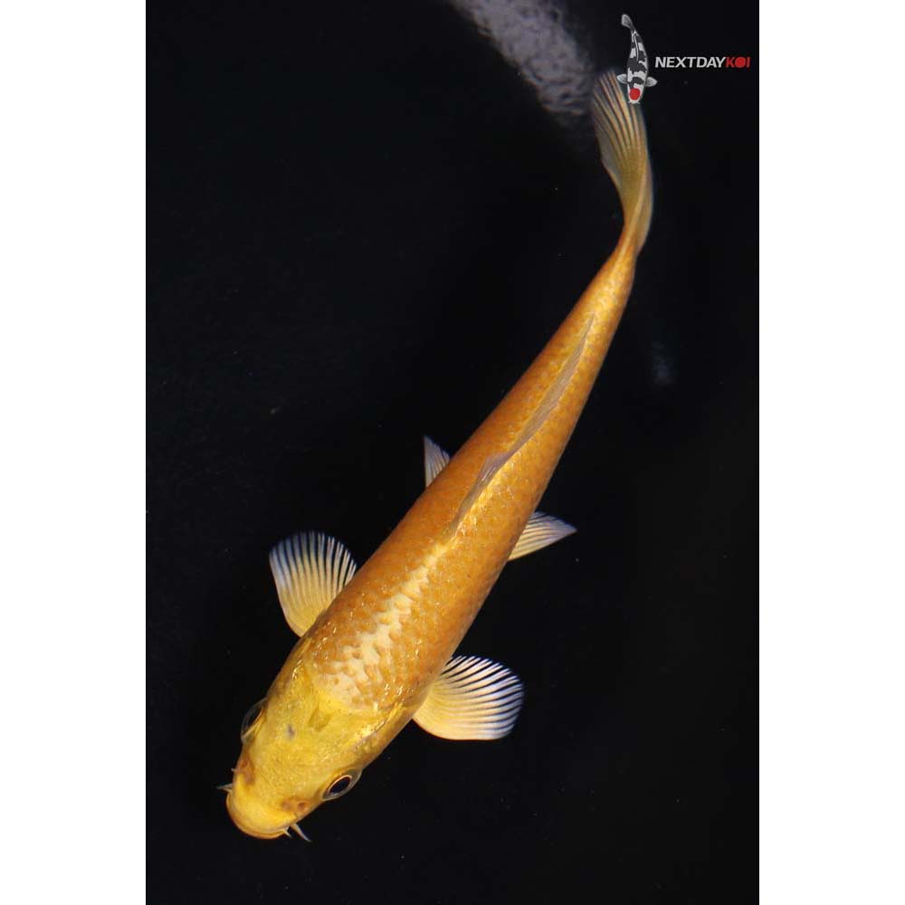 4” Imported Yamabuki Ogon