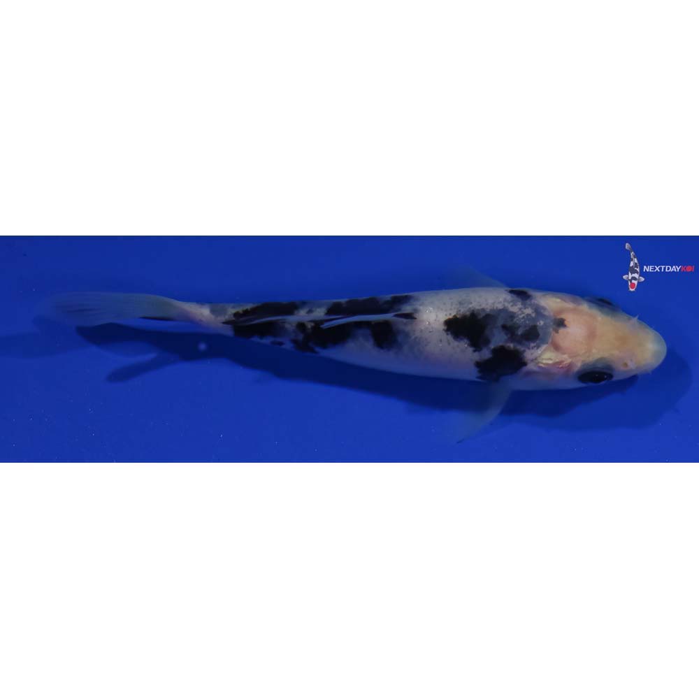 4” Imported Shiro Bekko