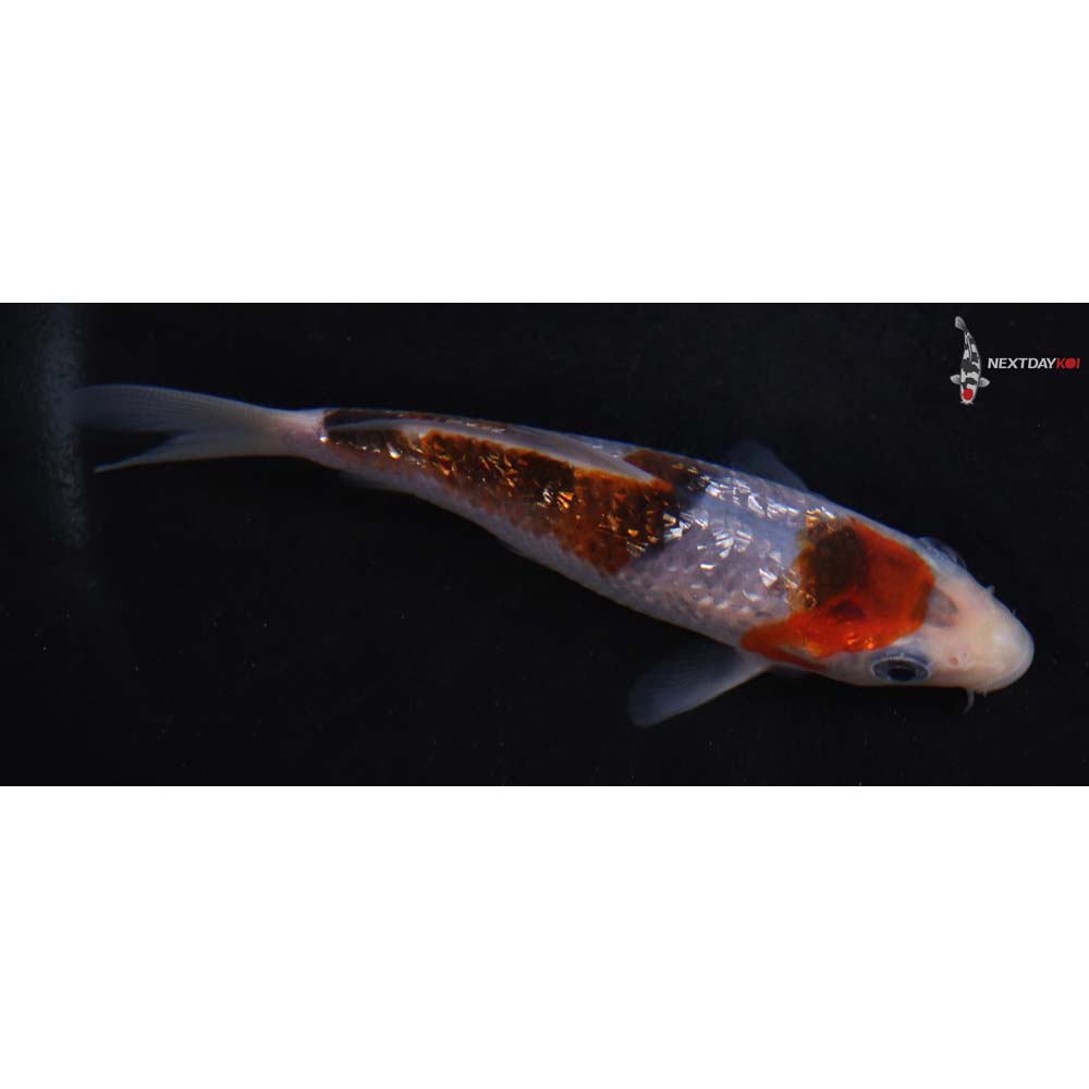 4.5” Imported Gin Rin Goromo