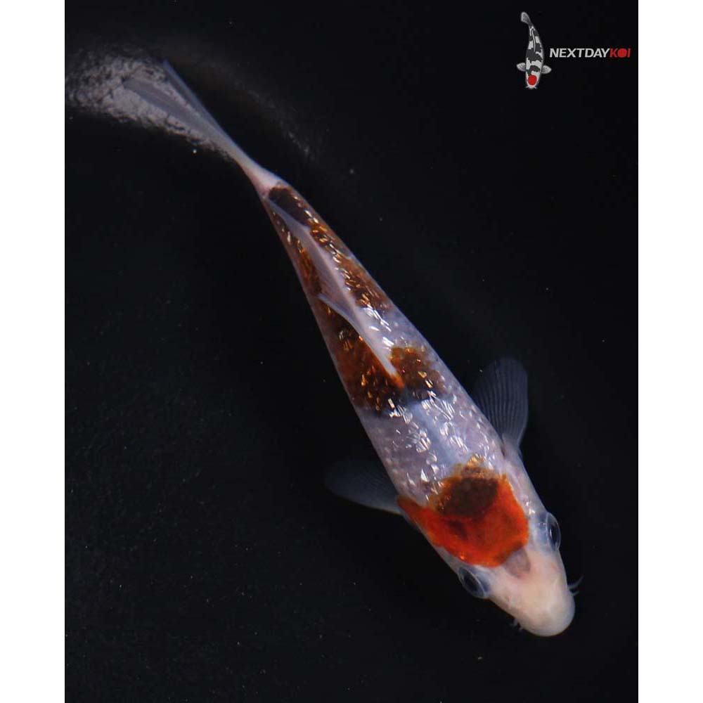 4.5” Imported Gin Rin Goromo