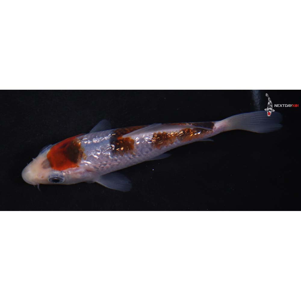 4.5” Imported Gin Rin Goromo