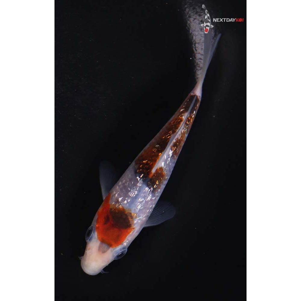 4.5” Imported Gin Rin Goromo