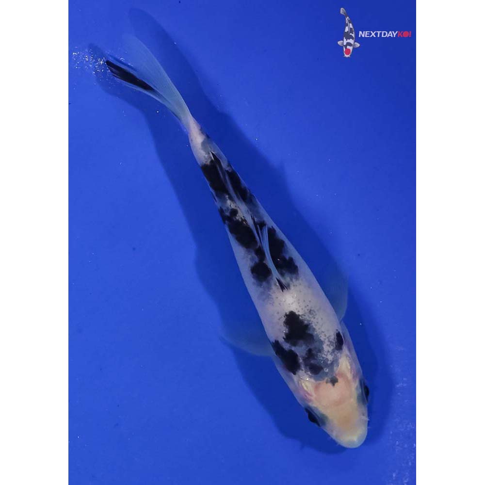 4” Imported Shiro Bekko