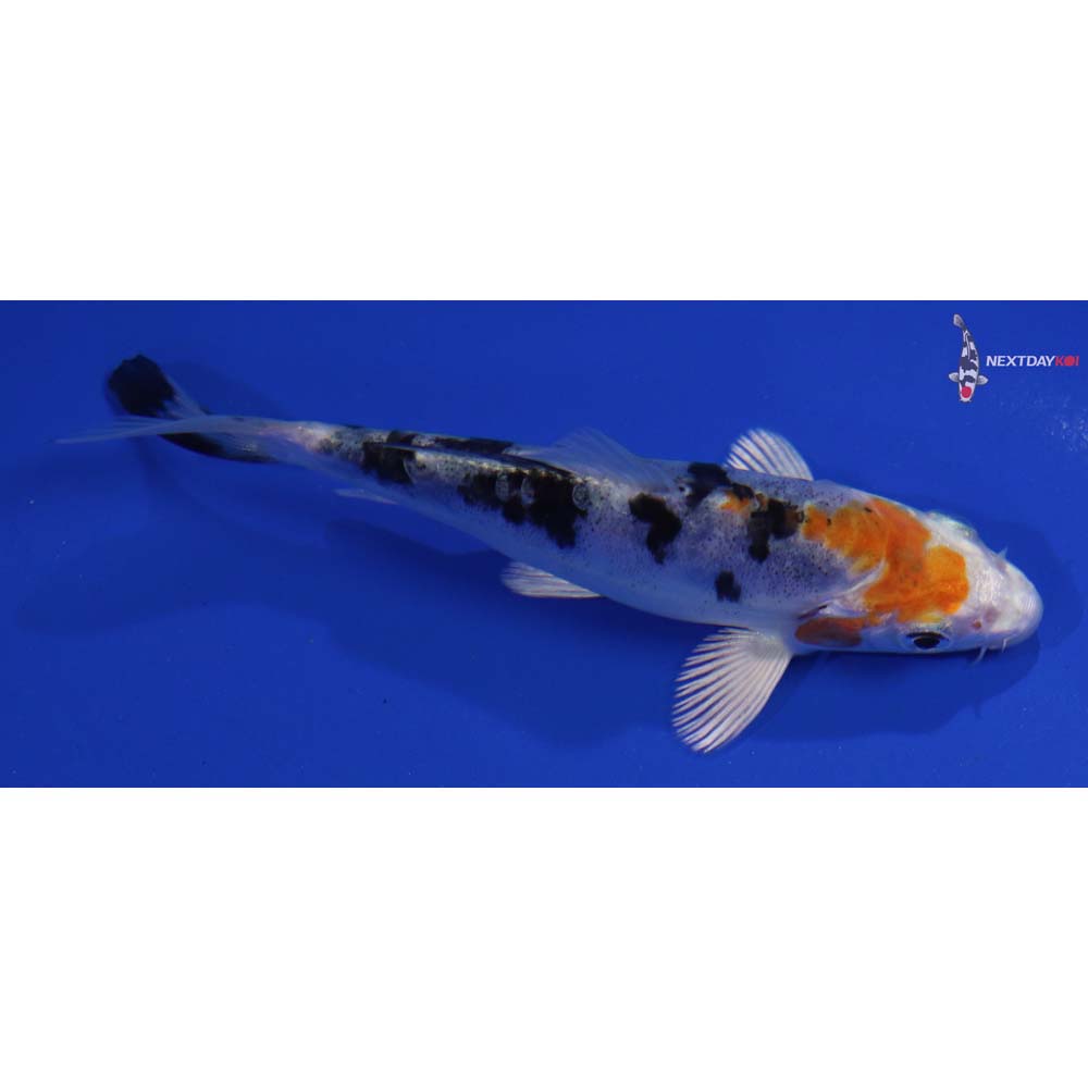 4.5” Imported Heisei Nishiki